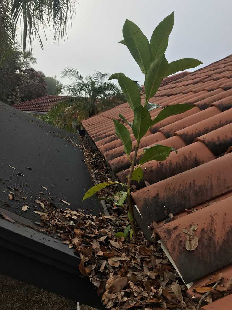 Before gutter cleaning